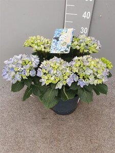 Hydrangea macrophylla geen maat specificatie cont. 5,0L - afbeelding 2