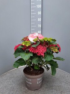 Hydrangea macrophylla geen maat specificatie cont. 5,0L - afbeelding 3