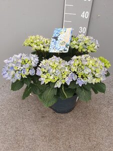 Hydrangea macrophylla geen maat specificatie cont. 5,0L
