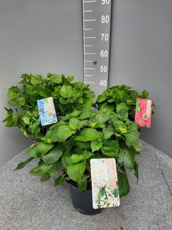 Hydrangea macrophylla geen maat specificatie cont. 5,0L - afbeelding 3