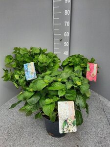 Hydrangea macrophylla geen maat specificatie cont. 5,0L - afbeelding 3