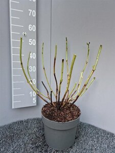 Hydrangea m. 'Blaumeise' geen maat specificatie cont. 7,5L