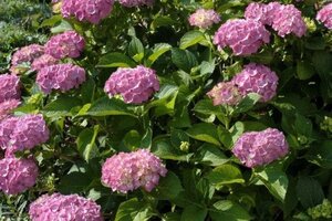 Hydrangea m. 'Bouquet Rose' 25-30 cm cont. 3,0L