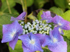 Hydrangea m. 'Eisvogel' 25-30 cm cont. 3,0L
