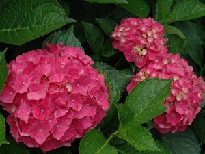 Hydrangea m. 'Glowing Embers' 25-30 cm cont. 3,0L