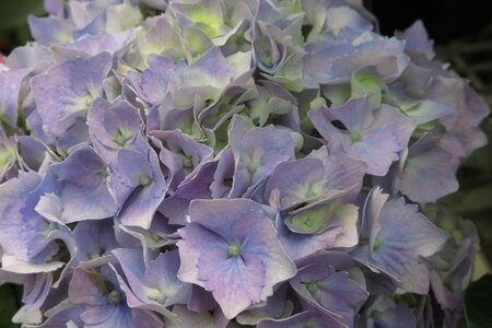 Hydrangea m. 'Hamburg' ROZE/ROOD/BLAUW 25-30 cm cont. 3,0L - afbeelding 2