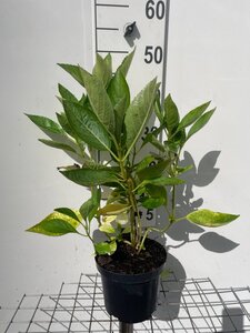 Hydrangea m. 'Libelle' 40-50 cm cont. 3,0L - afbeelding 2