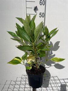 Hydrangea m. 'Libelle' 40-50 cm cont. 3,0L