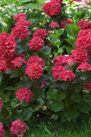 Hydrangea m. 'Merveille Sanguinea' ROOD 25-30 cm cont. 3,0L
