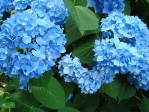 Hydrangea m. 'Nikko Blue' 25-30 cm cont. 3,0L