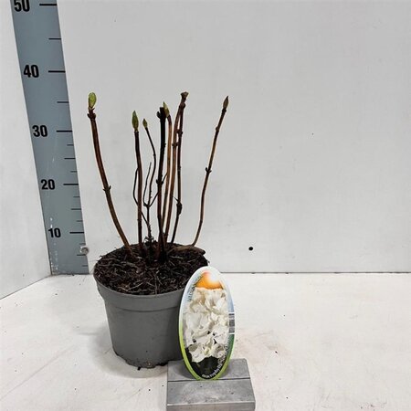 Hydrangea m. 'Soeur Thérèse' 20-25 cm cont. 2,0L - afbeelding 2