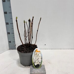 Hydrangea m. 'Soeur Thérèse' 20-25 cm cont. 2,0L - afbeelding 2