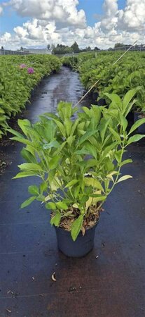 Hydrangea m. 'Soeur Thérèse' 50-60 cm cont. 10L