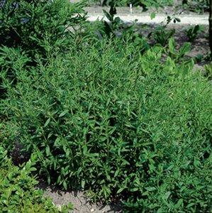 Hyssopus officinalis geen maat specificatie 0,55L/P9cm - afbeelding 5