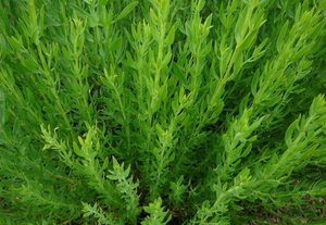 Hyssopus officinalis geen maat specificatie 0,55L/P9cm