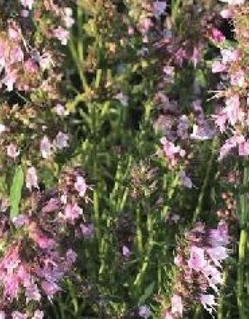 Hyssopus officinalis 'Roseus' geen maat specificatie 0,55L/P9cm