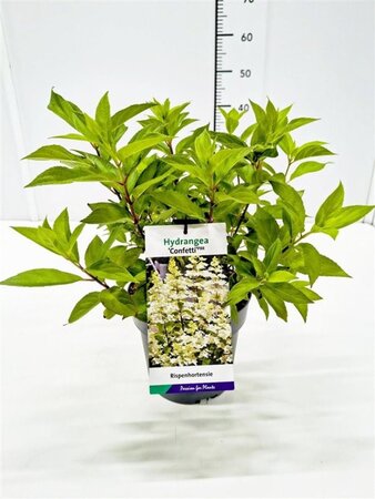 Hydrangea pan. Confetti 40-50 cm cont. 3,0L