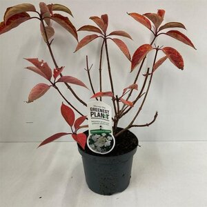 Hydrangea pan. 'Dharuma' 25-30 cm cont. 3,0L