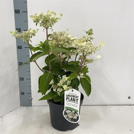 Hydrangea pan. 'Dharuma' 25-30 cm cont. 3,0L - afbeelding 2
