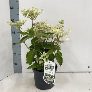 Hydrangea pan. 'Dharuma' 25-30 cm cont. 3,0L - afbeelding 2