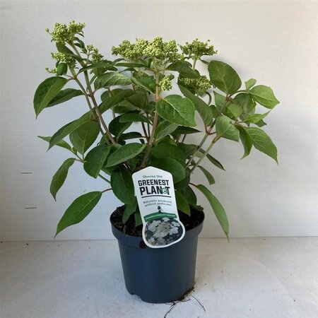 Hydrangea pan. 'Dharuma' 25-30 cm cont. 3,0L - afbeelding 5