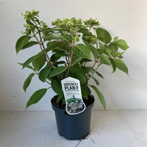 Hydrangea pan. 'Dharuma' 25-30 cm cont. 3,0L - afbeelding 5
