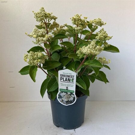 Hydrangea pan. 'Dharuma' 25-30 cm cont. 3,0L - afbeelding 6