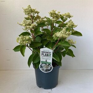 Hydrangea pan. 'Dharuma' 25-30 cm cont. 3,0L - afbeelding 6
