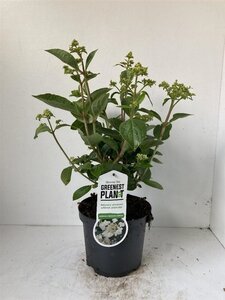 Hydrangea pan. 'Dharuma' 25-30 cm cont. 3,0L - afbeelding 7