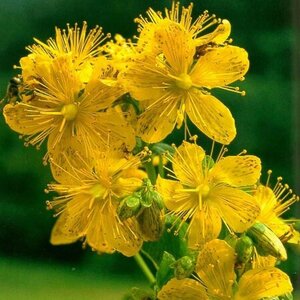 Hypericum perforatum geen maat specificatie 0,55L/P9cm