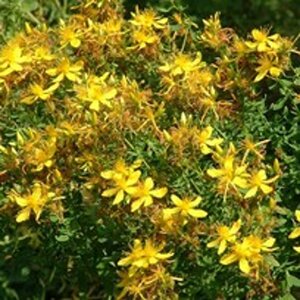 Hypericum perforatum geen maat specificatie 0,55L/P9cm - afbeelding 2