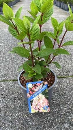 Hydrangea pan. Early Sensation 40-50 cm cont. 3,0L - afbeelding 2