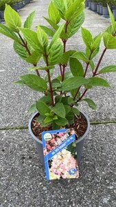 Hydrangea pan. Early Sensation 40-50 cm cont. 3,0L - afbeelding 2