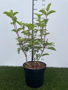 Hydrangea pan. Fraise Melba 40-50 cm cont. 3,0L