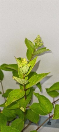 Hydrangea pan. 'Grandiflora' 40-50 cm cont. 3,0L - afbeelding 5