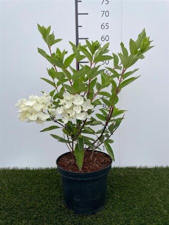 Hydrangea pan. 'Grandiflora' 40-50 cm cont. 3,0L - afbeelding 4