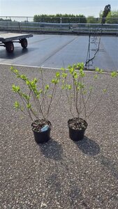 Hydrangea pan. 'Grandiflora' 40-50 cm cont. 3,0L - afbeelding 7