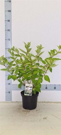 Hydrangea pan. 'Grandiflora' 40-50 cm cont. 3,0L - afbeelding 6