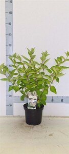 Hydrangea pan. 'Grandiflora' 40-50 cm cont. 3,0L - afbeelding 6