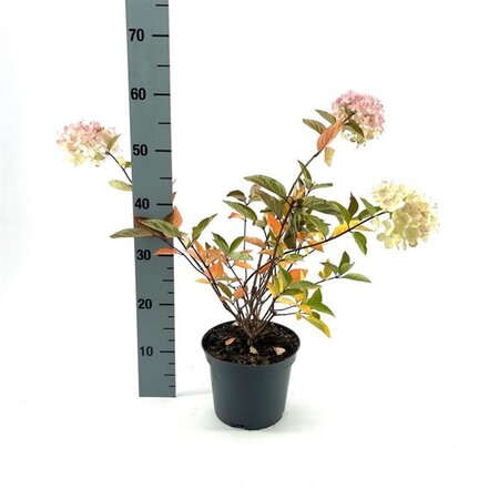 Hydrangea pan. 'Grandiflora' 40-50 cm cont. 3,0L - image 3
