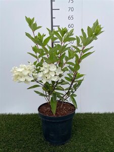 Hydrangea pan. 'Grandiflora' 40-50 cm cont. 3,0L - image 4