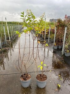 Hydrangea pan. 'Grandiflora' 80-100 cm cont. 5,0L