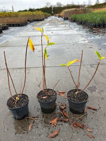 Hydrangea pan. 'Kyushu' geen maat specificatie cont. 1,3L - afbeelding 3