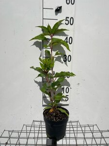 Hydrangea pan. 'Kyushu' geen maat specificatie cont. 1,3L