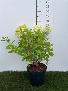 Hydrangea pan. 'Limelight' 30-40 cm cont. 3,0L - afbeelding 5