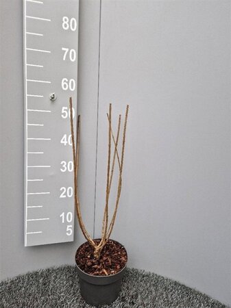 Hydrangea pan. 'Limelight' 30-40 cm cont. 3,0L - afbeelding 1