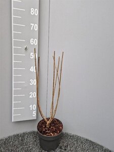 Hydrangea pan. 'Limelight' 30-40 cm cont. 3,0L