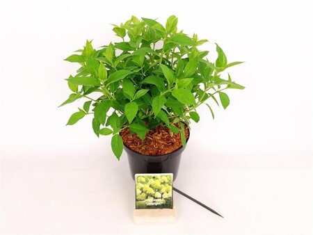 Hydrangea pan. 'Limelight' 30-40 cm cont. 3,0L - afbeelding 4