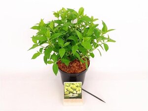 Hydrangea pan. 'Limelight' 30-40 cm cont. 3,0L - afbeelding 4