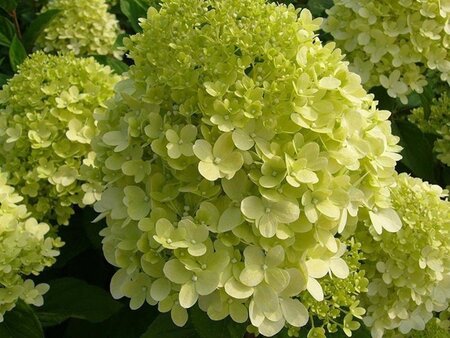 Hydrangea pan. 'Limelight' 30-40 cm cont. 3,0L - afbeelding 3